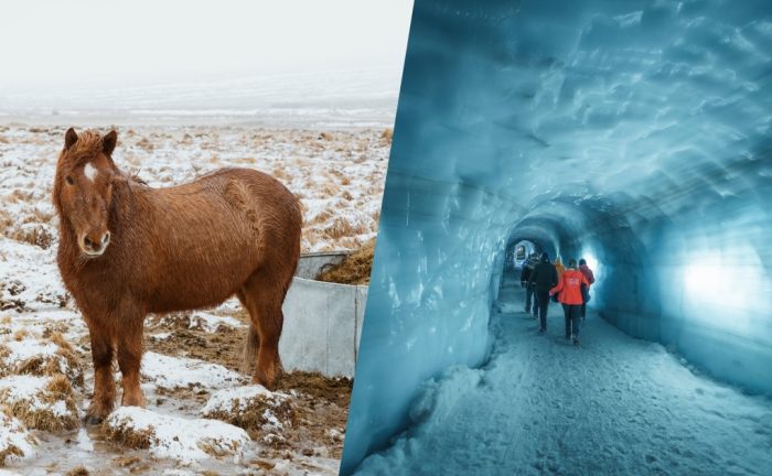 Brown icelandic horse at Sturlureykir horse farm in Reykholt, into the glacier ice tunnel at Langjokull glacier.